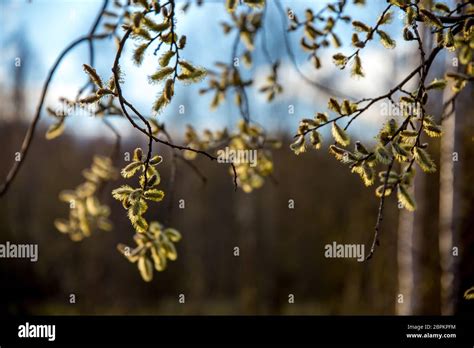 Spring Nature Background With Pussy Willow Branches Rural Landscape In Latvia Pussy Willow At