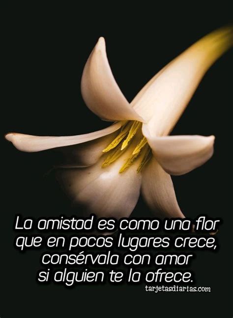 La Amistad Es Como Una Flor ConsÉrvala Con Amor Amistad Imagenes De