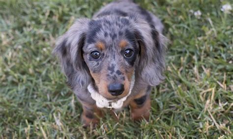 blue dapple dachshunds breed guide