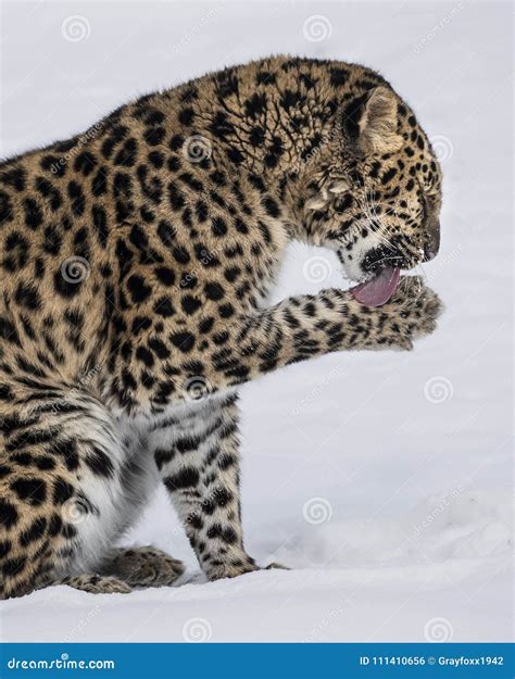 Amur Leopard At Triple D Game Farm In Montana Stock Photo Image Of