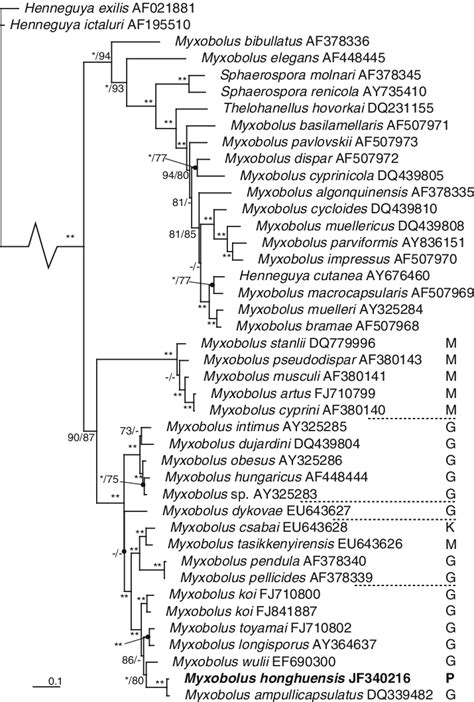 Phylogenetic Tree Generated From Bayesian Analysis Of Small Subunit