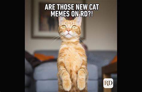 Hilarious cat memes you’ll laugh at every time | Reader's Digest Asia