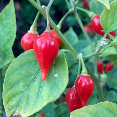 Red Biquinho Pepper Seeds | Tyler Farms