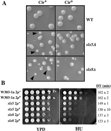 Figure From Stimulation Of In Vitro Sumoylation By Slx Slx