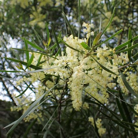 Growing And Caring For Golden Wattle Acacia Longifolia Guide