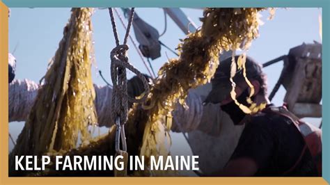 Kelp Farming In Maine Voa Connect Youtube