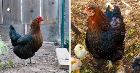 Black Sex Link Chicken Breed Info Where To Buy Chicken Chicks Info