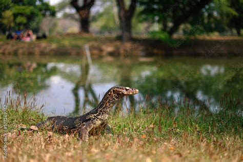 Foto De Asian Water Monitor Varanus Salvator Also Common Water