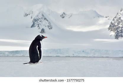 Lone Penguin Images Stock Photos And Vectors Shutterstock