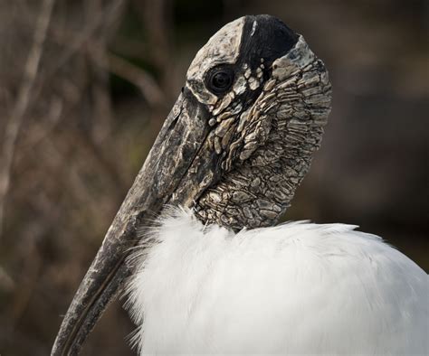 heart florida birds  wood stork