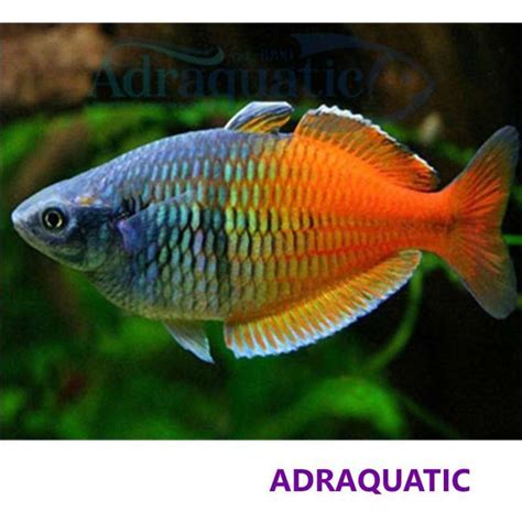 Jual Ikan Hias Rainbow Boesemani Melanotaenia Bosmani Rainbowfish Air