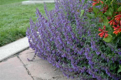 Six Hills Giant Catmint Nepeta X Faassenii Six Hills Giant In