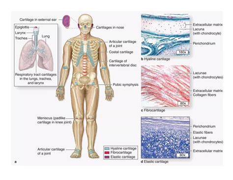 HISTOLOGY CARTILAGE | PPTX