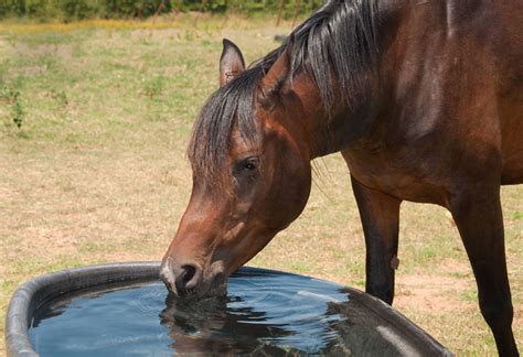 Pros and Cons of Horse Troughs – Drinking Post Automatic Waterer