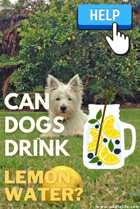Can Dogs Drink Lemon Water Oodle Life