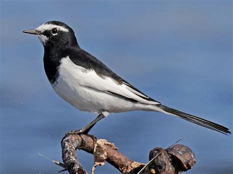 セグロセキレイ20221030 日本の野鳥識別図鑑