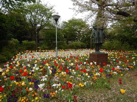 足立区役所 On Twitter チューリップが見頃です！ 荒川河川敷虹の広場 見頃ですが、開花が終わっているチューリップも出ているので、早めに見に来てください。約14 000本の