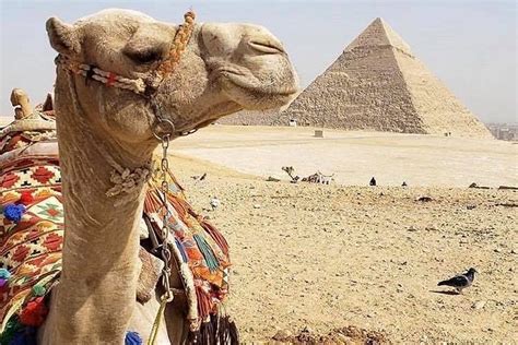 Private Day Tour To Cairo From Suez Canal Cruise Port Hotels In Port