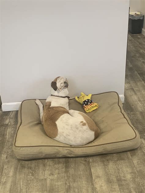 Our shop dog put himself in timeout. He’s been staring at the wall for