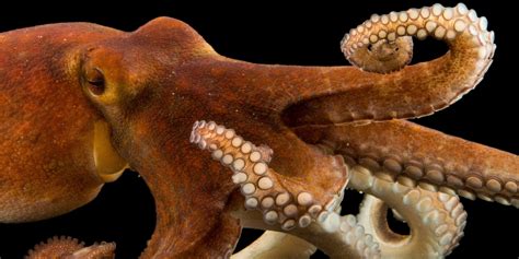 Common Octopus Camouflage