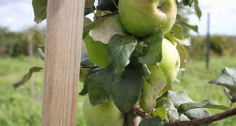 Яблоки семеренко фото и характеристика сорта, полезные свойства