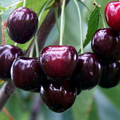 Частное хозяйство в Тульской обл. п.Барсуки.