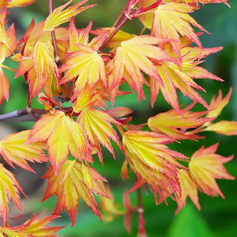 Клен Лесландия Клен Японский Оранжевая Мечта, 0 шт - купить по выгодным ...