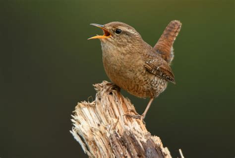 Der Zaunkönig Steckbrief eines heimischen Vogels