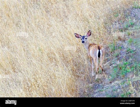 Blacktail Deer Fawn Looking Back Stock Photo - Alamy