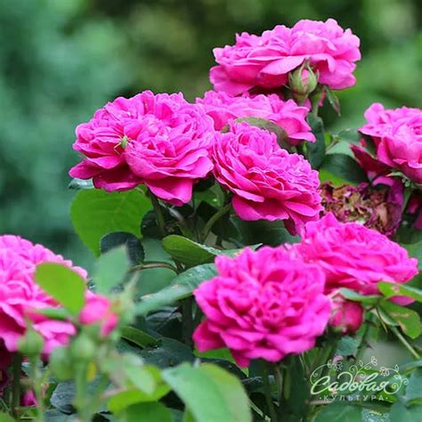 Роз Де Решт Энциклопедия Роз Лучшая Фото Подборка