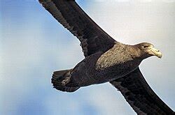 giant petrel wikipedia