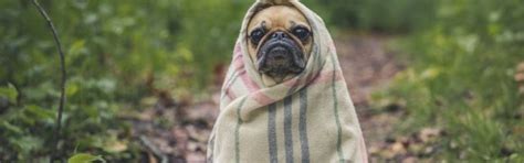 Vrais Seins Porn Normale