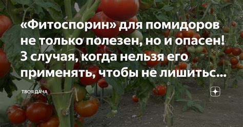 «Фитоспорин» для помидоров не только полезен, но и опасен! 3 случая ...