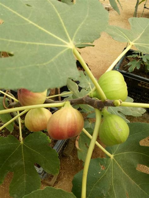 Fresh Fig Fruit In Malaysia