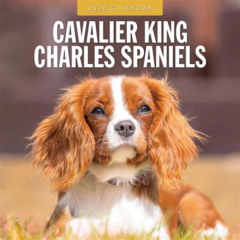 Cavalier King Charles Spaniels Calendar 2026