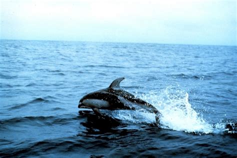 Pacific White Sided Dolphin Ocean Treasures Memorial Library