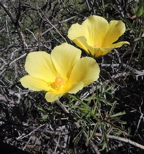 Hibiscus Coulteri Desert Rose Mallow Big Bend Natl Park Flickr