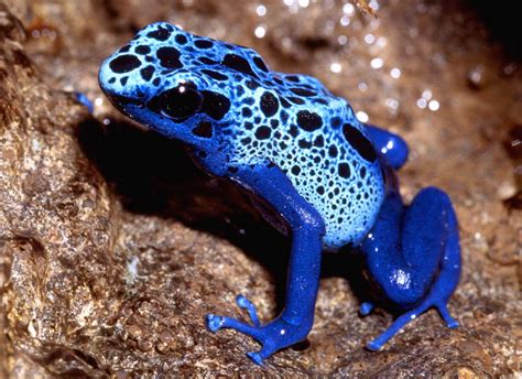 Neuer Mitbewohner Dendrobates Tinctorius Azureus Foto And Bild Tiere