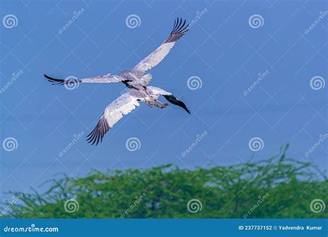 Pair of Flying Sarus Crane 4 Stock Photo - Image of endangered, crane ...