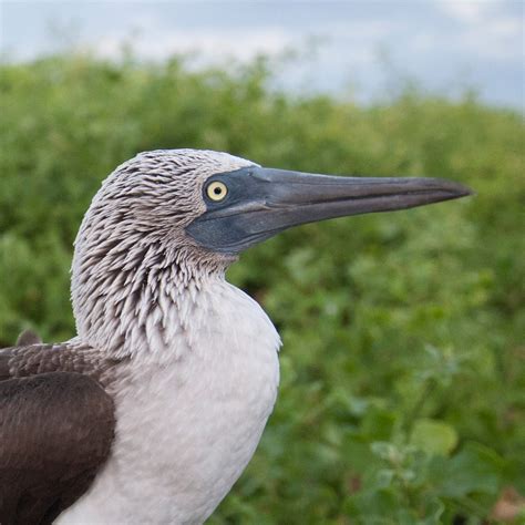 The Fascinating Behavior of the Blue Footed Booby: Insights into Their