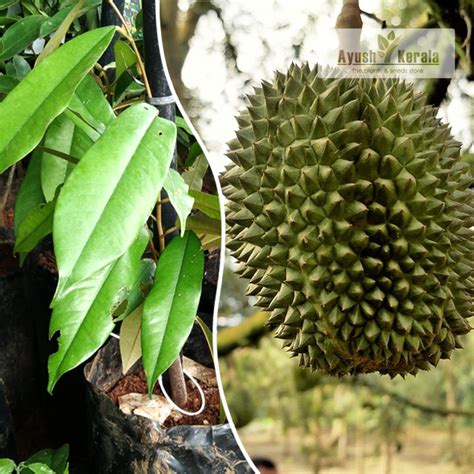 Buy Musang King Durian Bud Fruit Plant Kerala Nursery