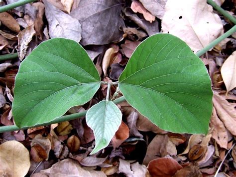 Pueraria Tuberosa Dry Extract At Best Price In Ahmedabad By Vivaan