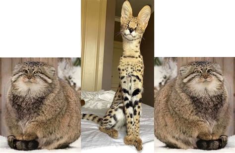 10000 Best Peeing Images On Pholder Comedyheaven Okbuddyretard And Fuck Pierre