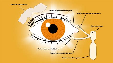 Le Syst Me Lacrymal Photos Futura
