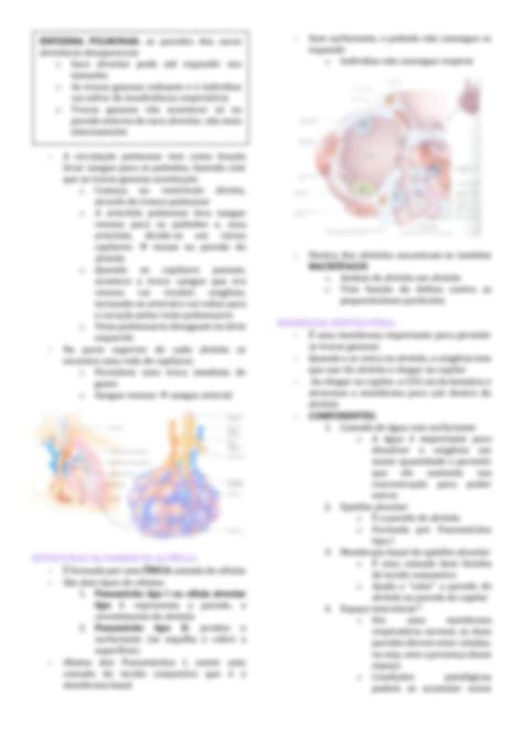 Solution Introdu O Fisiologia Respirat Ria Studypool