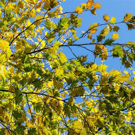 Лещина (Corylus) - PictureThis