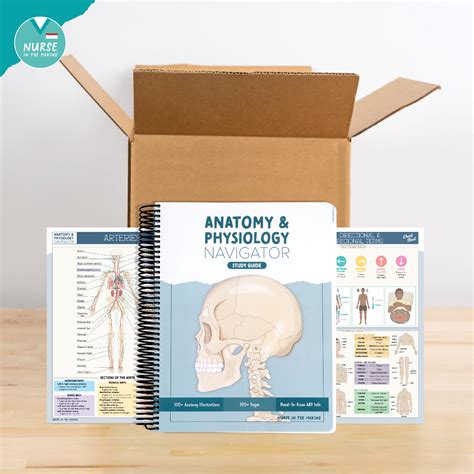muscle skeleton chart  sided dry erase clipboard muscle skeletal