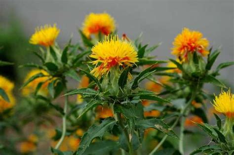 Дикий шафран – что это такое, полезные свойства, как принимать, отличие