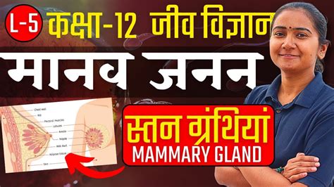 L 5 स्तन ग्रंथियां Mammary Gland अध्याय 2 मानव जनन Human