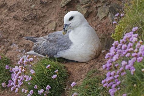 The Northern Fulmar, Fulmarus Glacialis Nesting Female Stock Photo ...